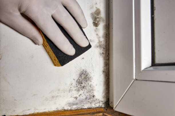 Best Crawl Space Mold Remediation  in Steilacoom, WA