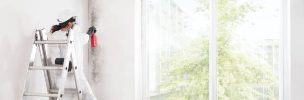 Best Industrial Mold Remediation  in Steilacoom, WA